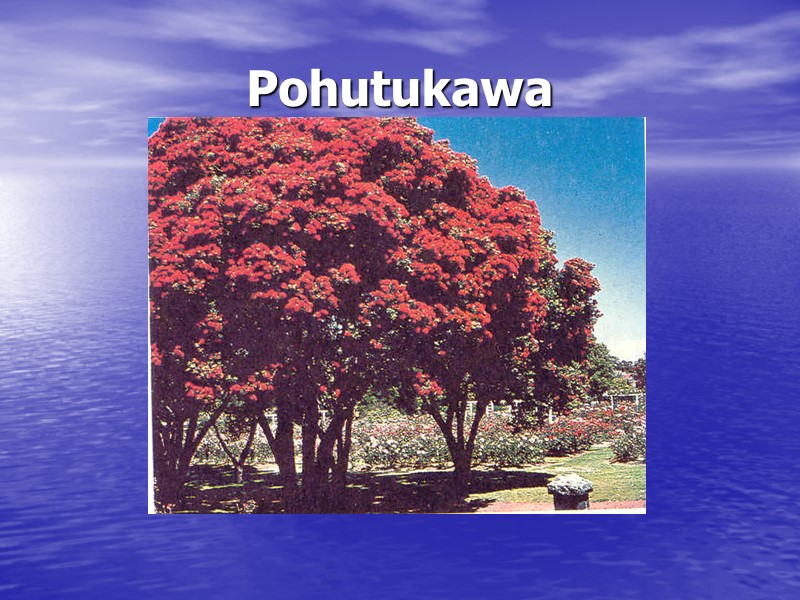 Pohutukawa